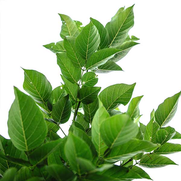 The History of Leaf Tea