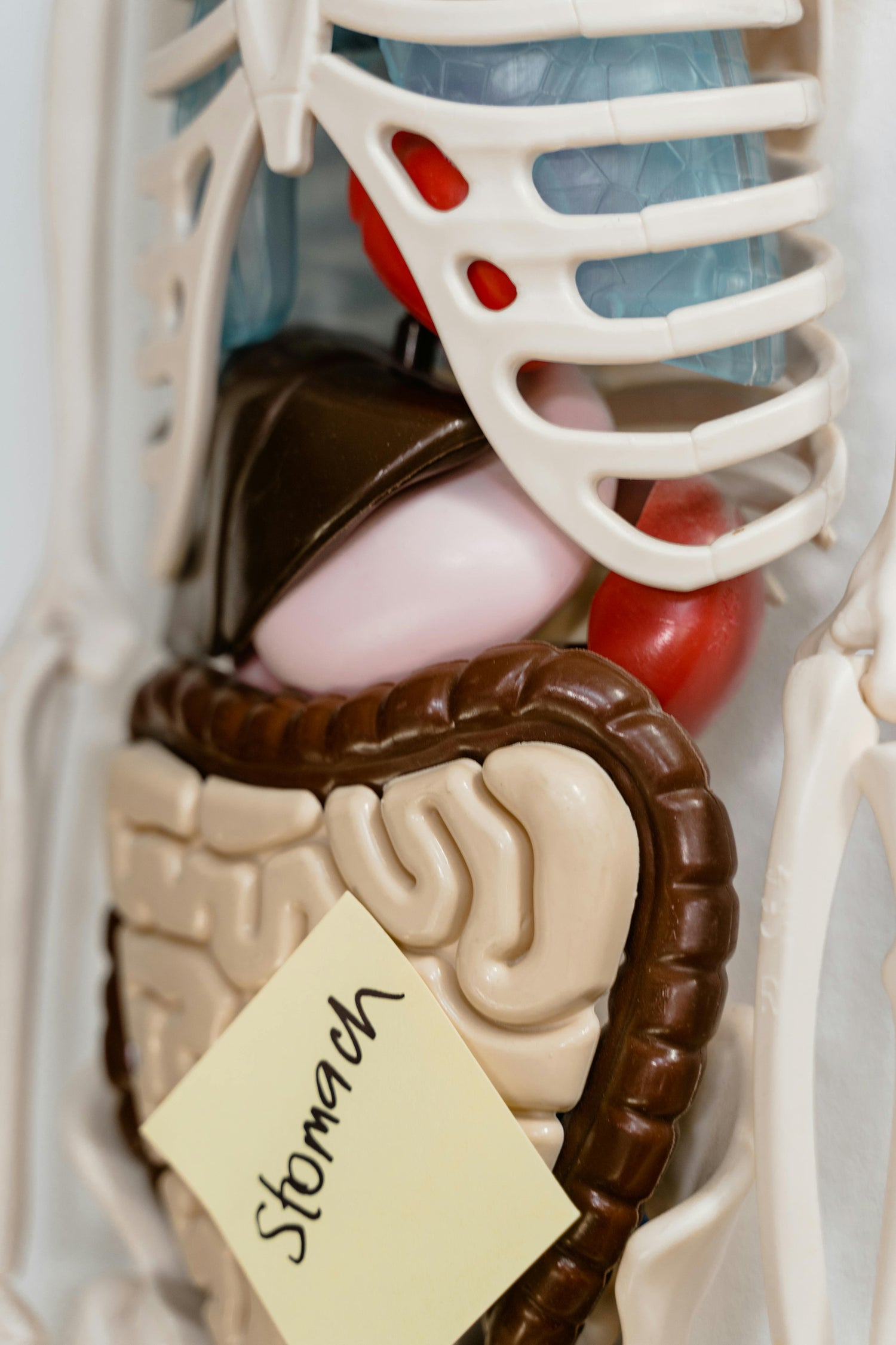Digestive Support